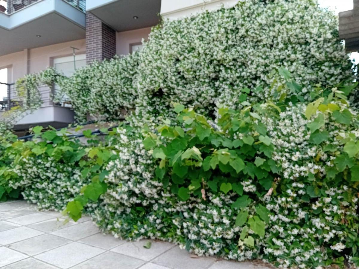 Stella'S Jasmine Apartment เทสซาโลนิกิ ภายนอก รูปภาพ